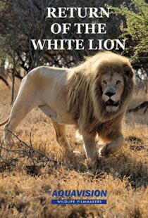 دانلود مستند Return of the White Lion 2008103488-1029180791