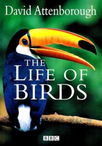 دانلود مستند The Life of Birds382058-1148920424