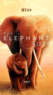 دانلود فیلم The Elephant Queen 2018441570-1315756572