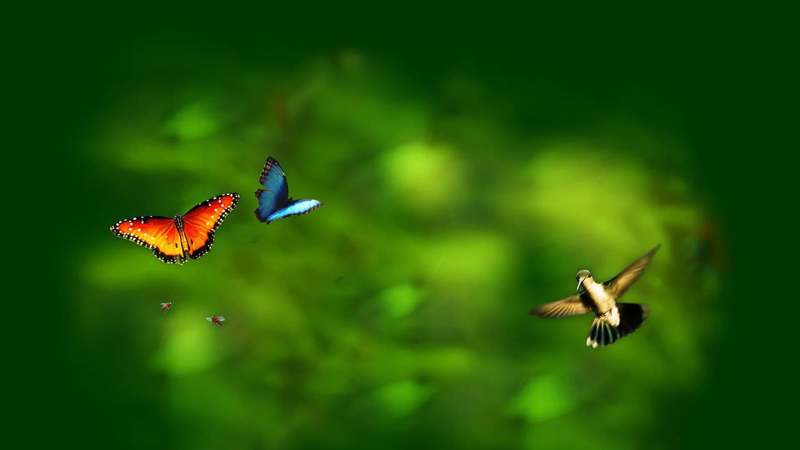 دانلود فیلم Disneynature: Wings of Life 2011