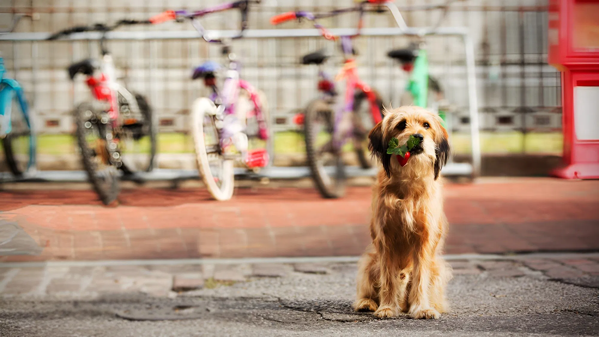 دانلود فیلم Benji 2018