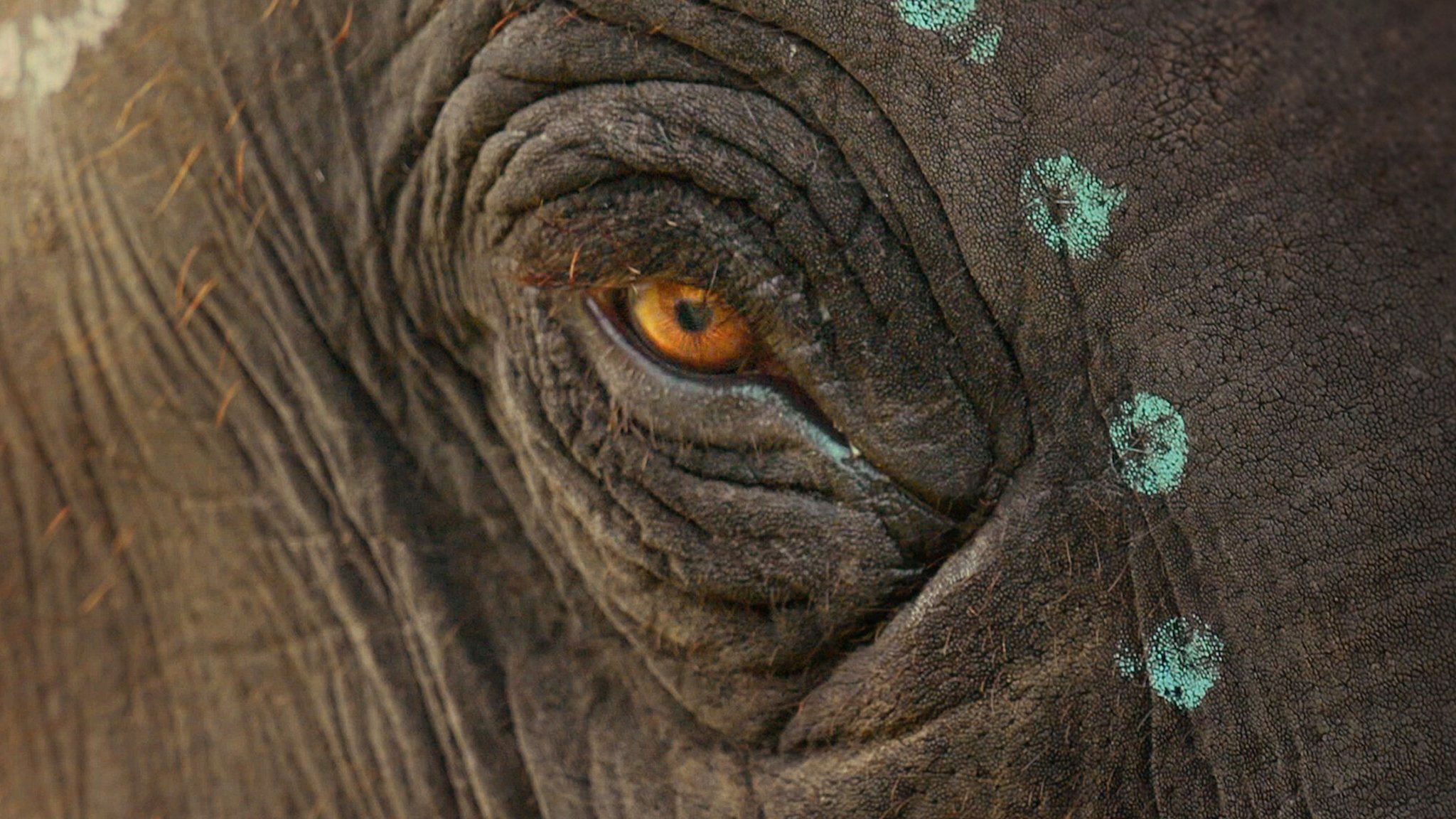 دانلود مستند هندی The Elephant Whisperers 2022