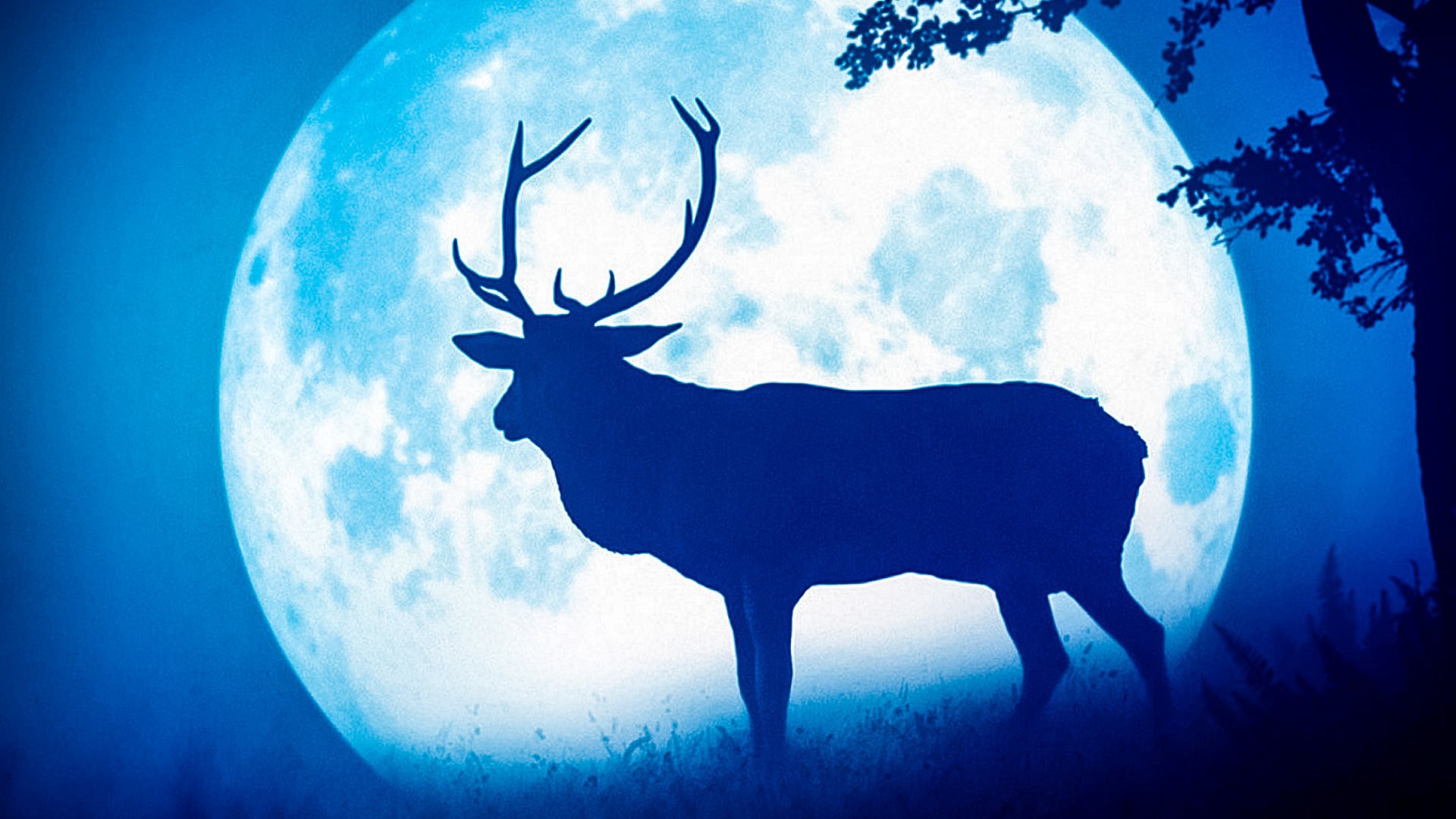 دانلود مستند Seasons 2015