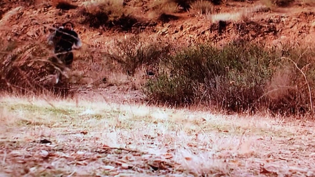 دانلود فیلم Hollywood Safari 1997