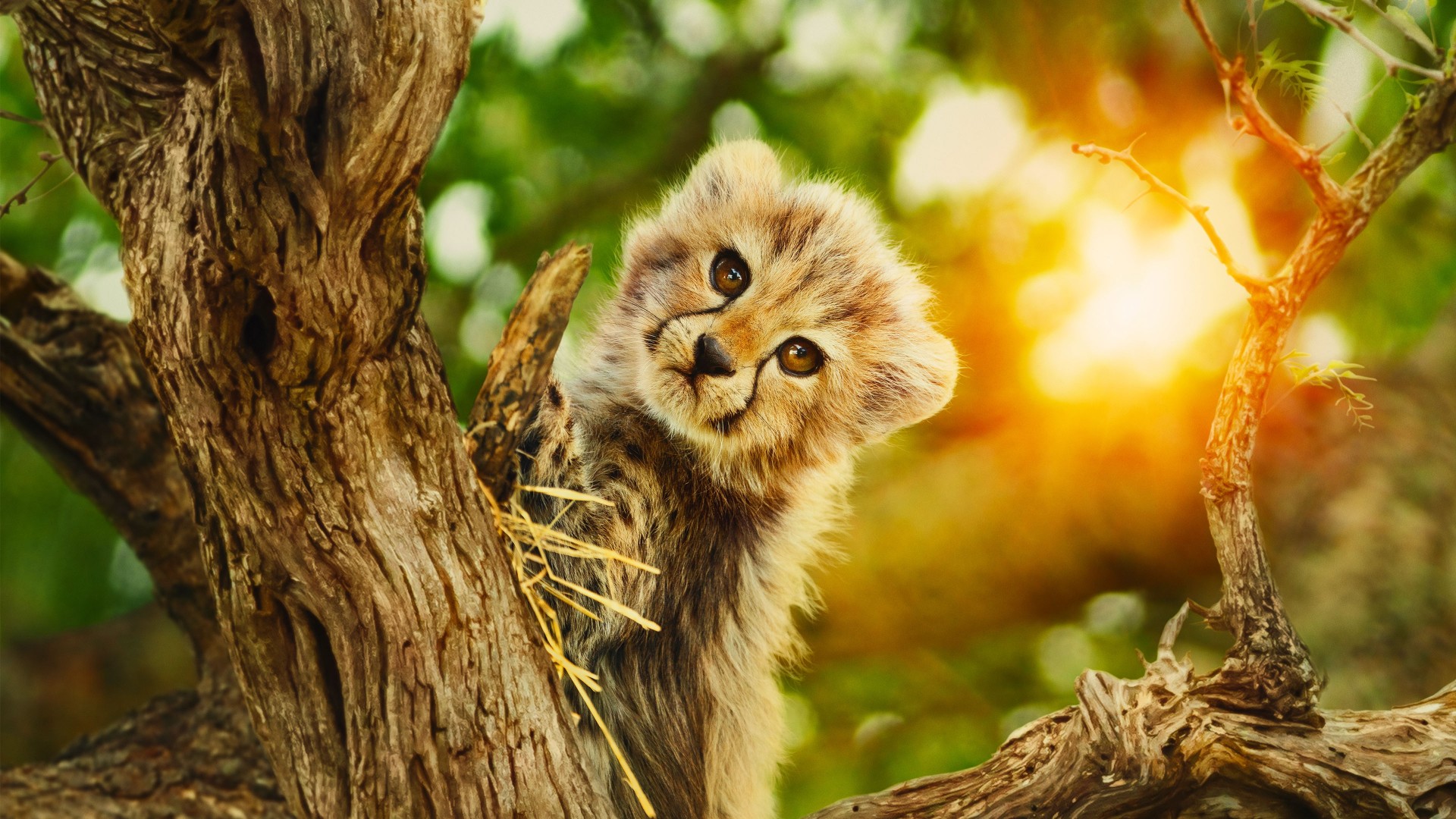 دانلود سریال Born to be Wild